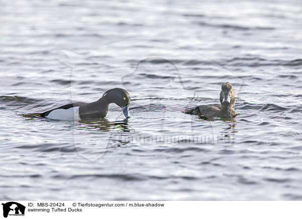 swimming Tufted Ducks / MBS-20424