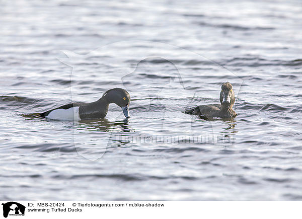 schwimmende Reiherenten / swimming Tufted Ducks / MBS-20424