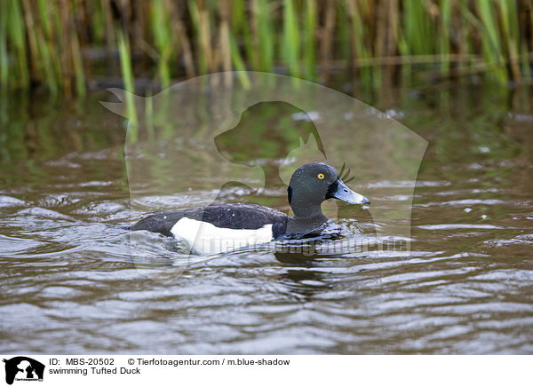 swimming Tufted Duck / MBS-20502