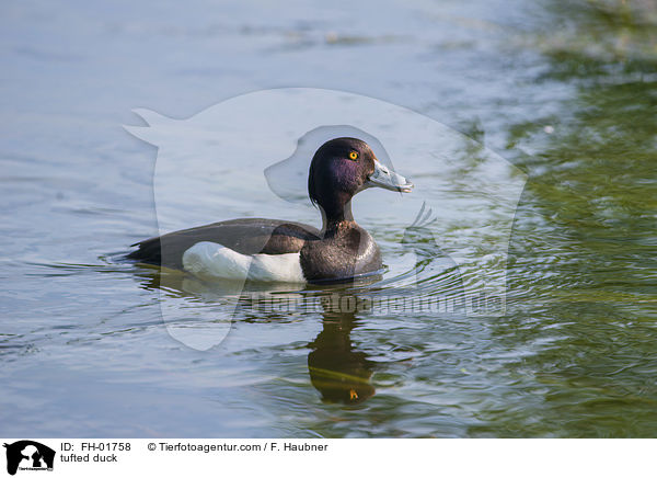 tufted duck / FH-01758