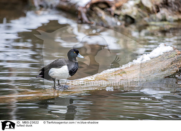 tufted duck / MBS-23622