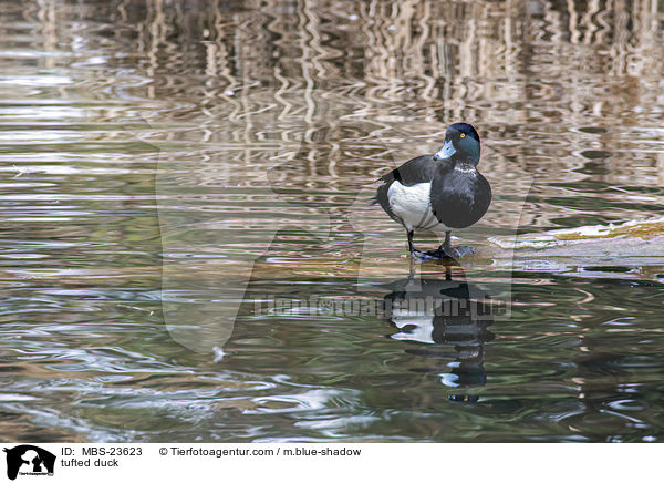 tufted duck / MBS-23623
