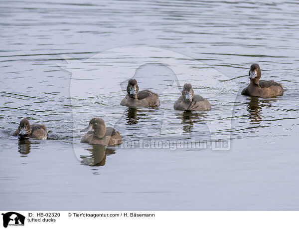 tufted ducks / HB-02320