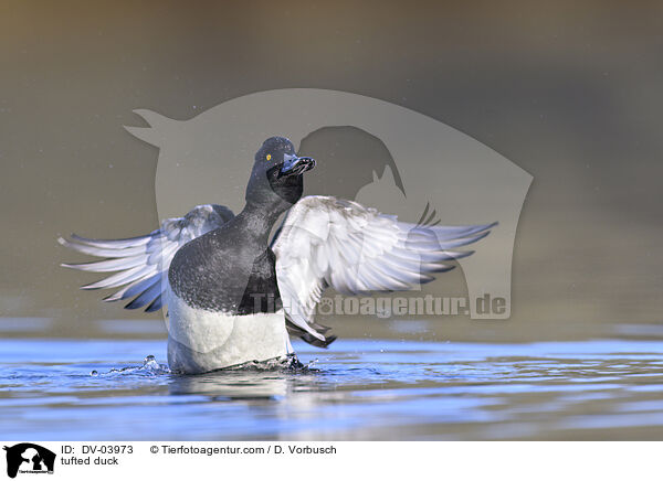 tufted duck / DV-03973