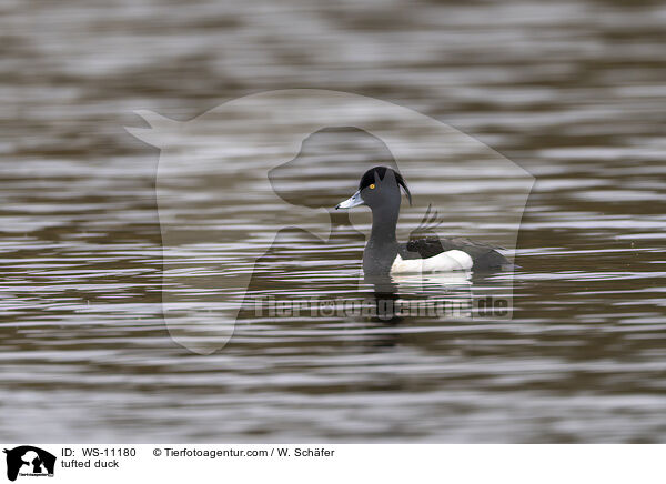 Reiherente / tufted duck / WS-11180