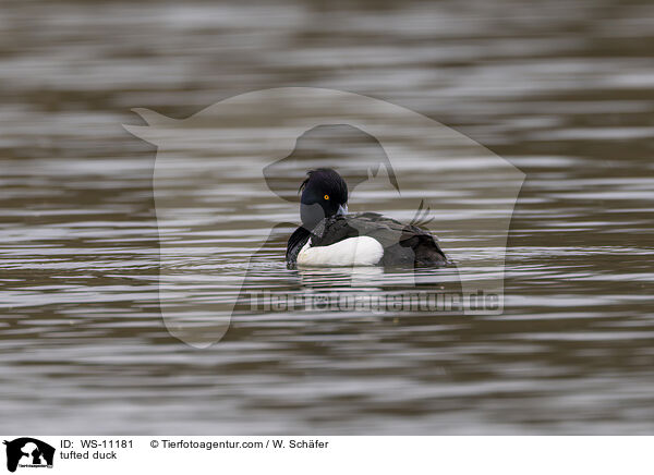 Reiherente / tufted duck / WS-11181