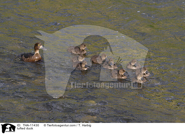 Reiherente / tufted duck / THA-11430