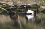 tufted ducks