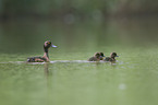 tufted ducks