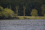 tufted ducks