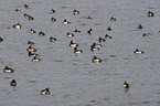 tufted ducks