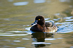 tufted duck