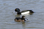 tufted ducks