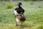 tufted ducks