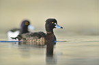 tufted duck