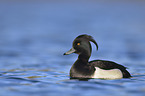 tufted duck