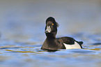 tufted duck