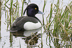 tufted duck