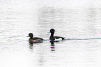 swimming Tufted Ducks