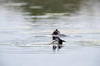 swimming Tufted Ducks