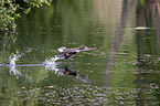 flying Tufted Duck