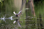 flying Tufted Duck