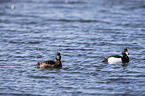 swimming Tufted Ducks