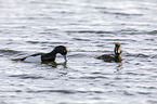 swimming Tufted Ducks