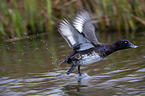 flying Tufted Duck