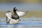 swimming Tufted Duck