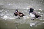 tufted ducks