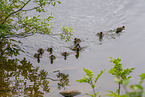 tufted ducks