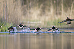 tufted ducks