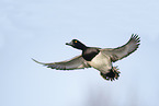 tufted duck