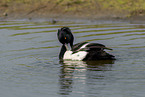 tufted duck