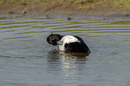 tufted duck