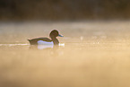 tufted duck