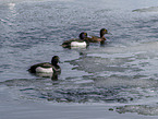tufted ducks