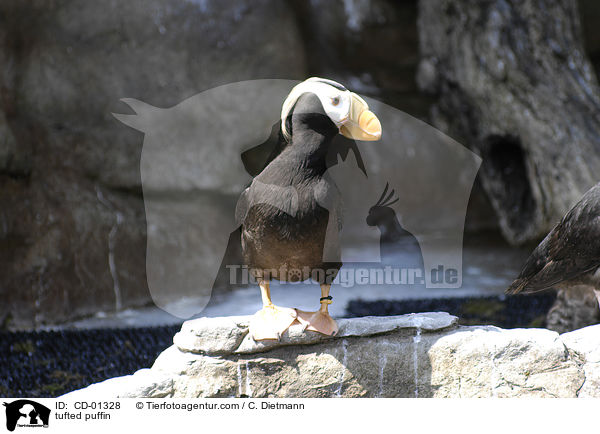 tufted puffin / CD-01328