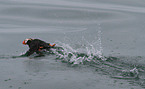 tufted puffin