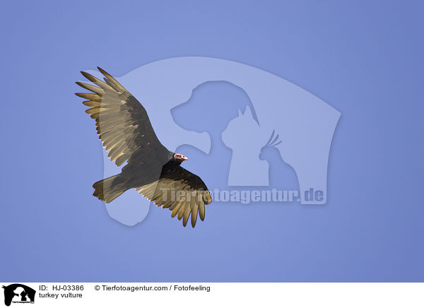 Truthahngeier / turkey vulture / HJ-03386