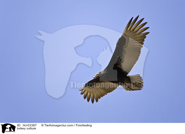 turkey vulture / HJ-03387
