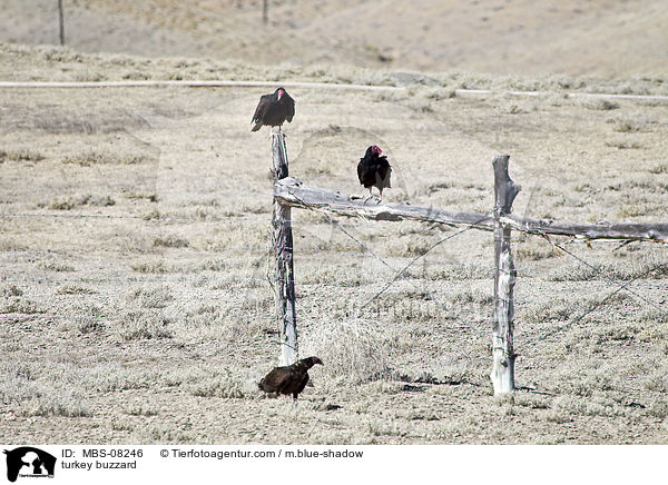 Truthahngeier / turkey buzzard / MBS-08246