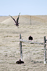 turkey buzzard