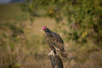 sitting Turkey Buzzard