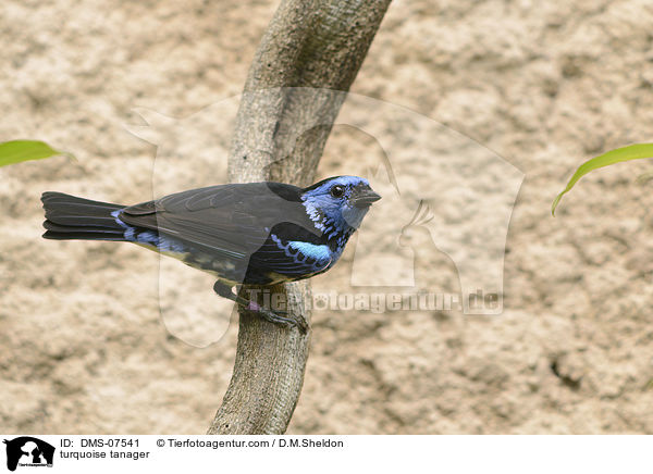 Trkistangar / turquoise tanager / DMS-07541