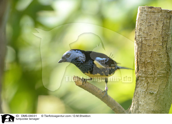 Trkistangar / turquoise tanager / DMS-08031