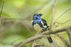 turquoise tanager