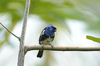 turquoise tanager