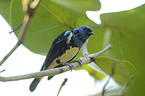 turquoise tanager